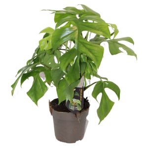 PHILODENDRON