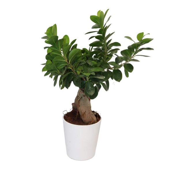 BONSAI BARLETTA