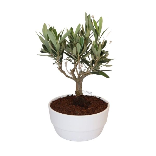OLEA NOVARA
