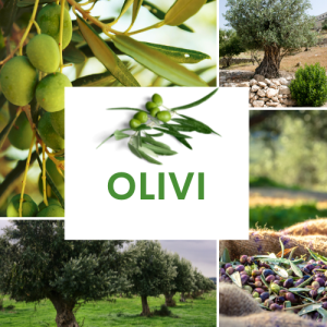 OLIVI