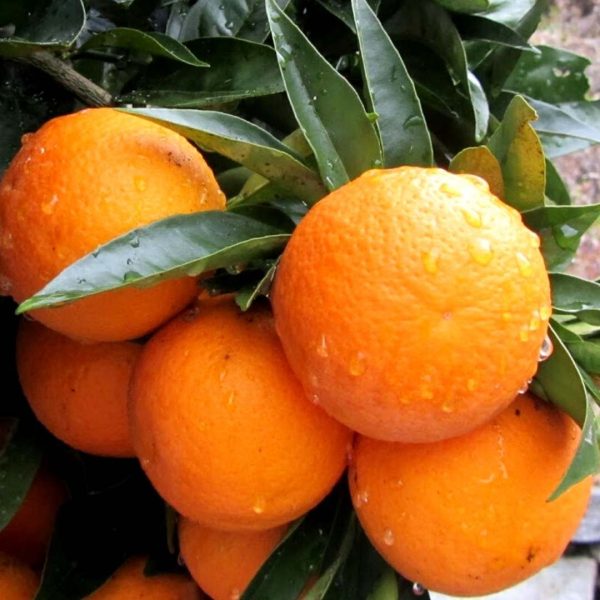 CITRUS ARANCIO WASHINGTON FITOCELL.