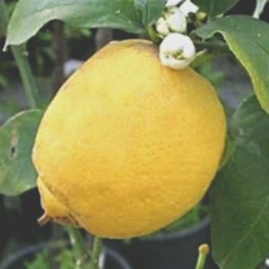 CITRUS LIMONE ZAGARA BIANCA