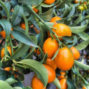 CITRUS KUMQUAT ALBERELLO