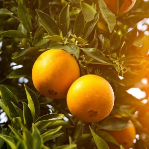 CITRUS ARANCIO NAVELINA