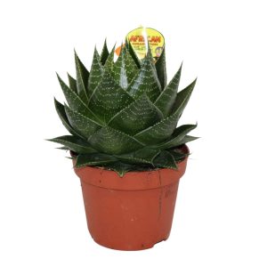 ALOE ARISTATA "COSMO"