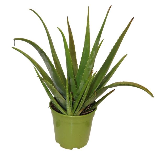 ALOE