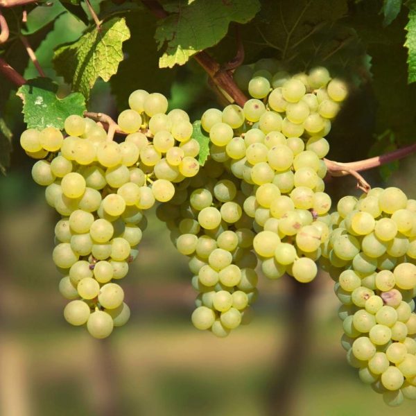 VITIS CHARDONNAY