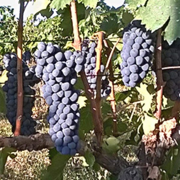 VITIS CILIEGIOLO