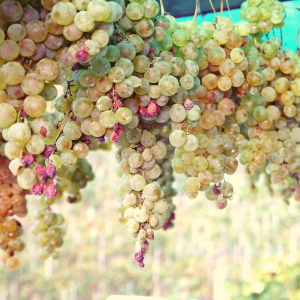 VITIS FALANGHINA