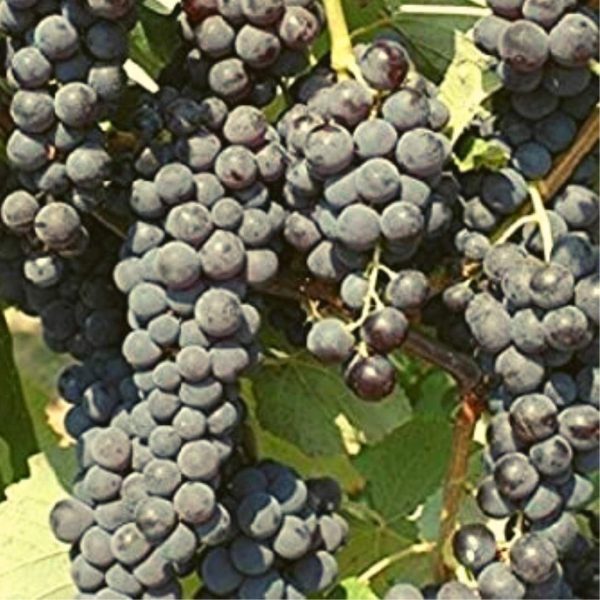 VITIS FRAGOLA NERA