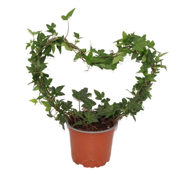 HEDERA HELIX "SHAMROCK"