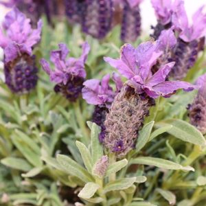 LAVANDA STOECHAS