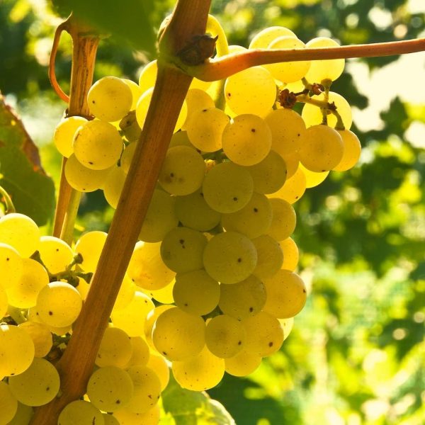 VITIS MALVASIA CANDIA