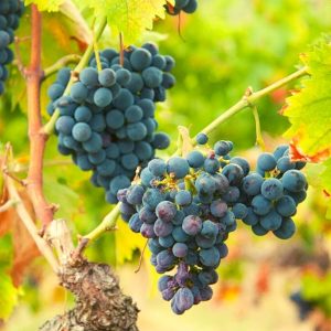 VITIS MONTEPULCIANO