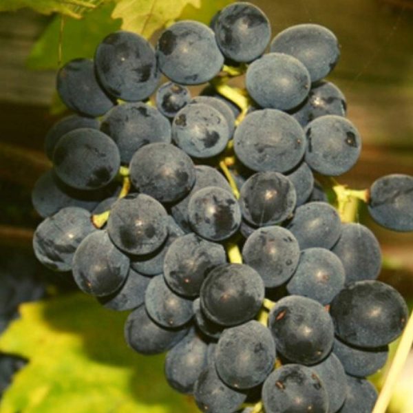 VITIS MOSCATO D'AMBURGO