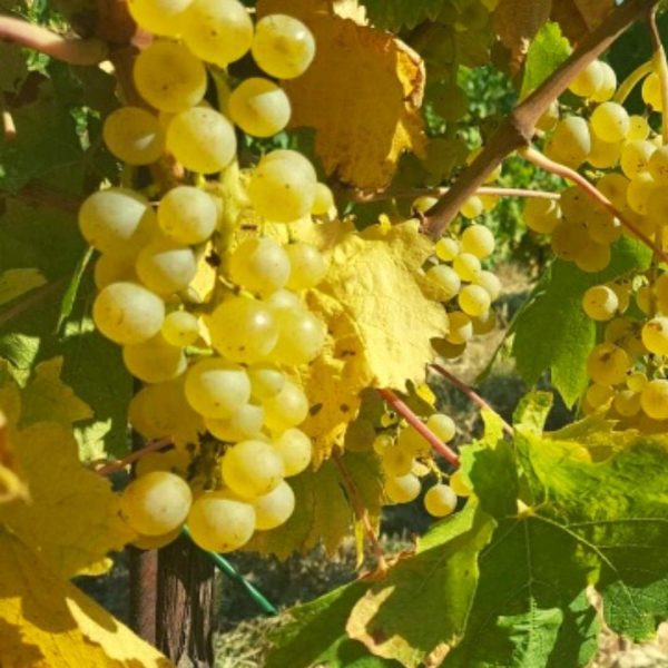 VITIS PASSERINA