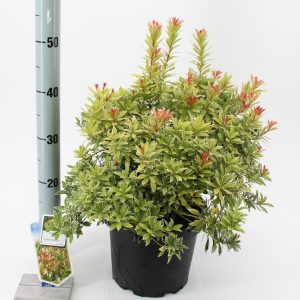 PIERIS JAPONICA "LITTLE GOLDY"