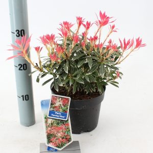 PIERIS JAPONICA "FLAMING SILVER"