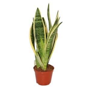 SANSEVERIA SUPERBA