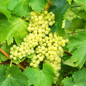 VITIS TREBBIANO