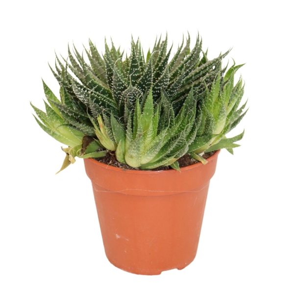 ALOE ARISTATA