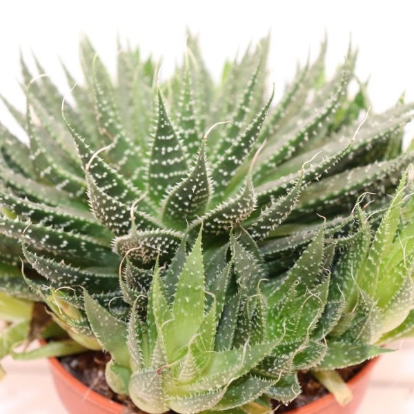 ALOE ARISTATA - immagine 2
