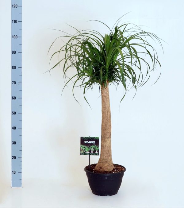 BEAUCARNEA RECURVATA