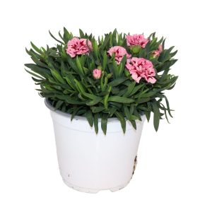 DIANTHUS