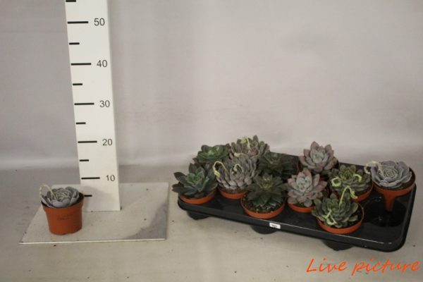 ECHEVERIA MISTO