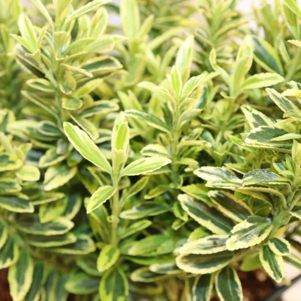 EUONYMUS JAPONICUS "MICROPHYLLUS" - immagine 3