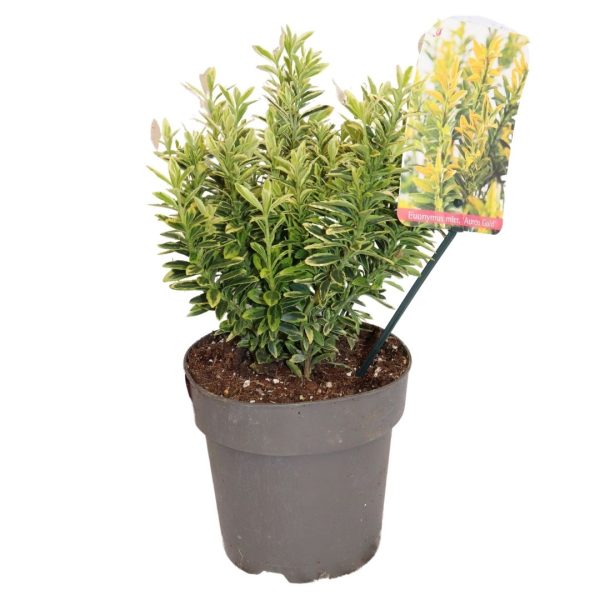 EUONYMUS JAPONICUS "MICROPHYLLUS"