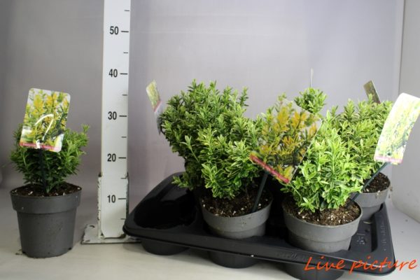 EUONYMUS JAPONICUS "MICROPHYLLUS" - immagine 2