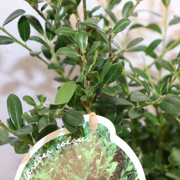 ILEX CRENATA - immagine 2