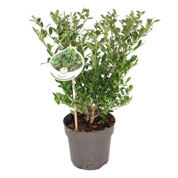 ILEX CRENATA