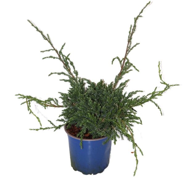 JUNIPERUS - immagine 4