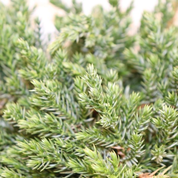 JUNIPERUS - immagine 5