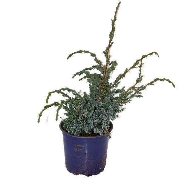 JUNIPERUS