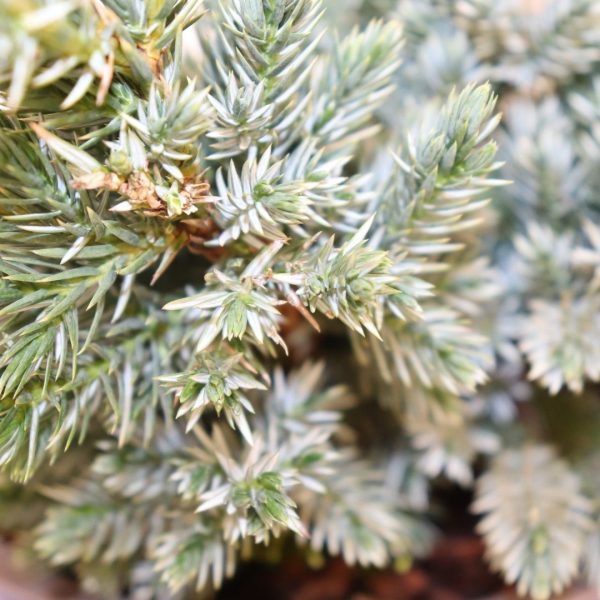 JUNIPERUS - immagine 6