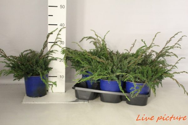 JUNIPERUS - immagine 3