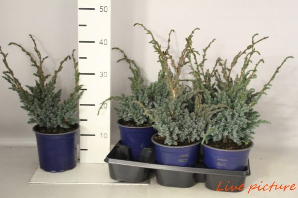 JUNIPERUS - immagine 2