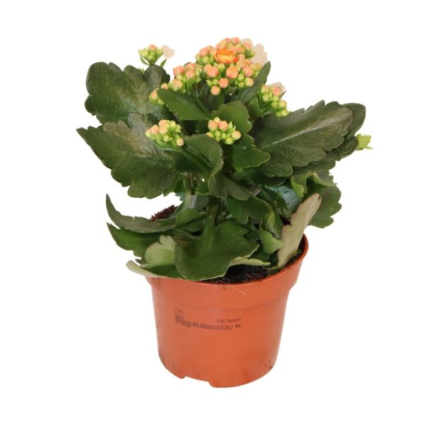 KALANCHOE