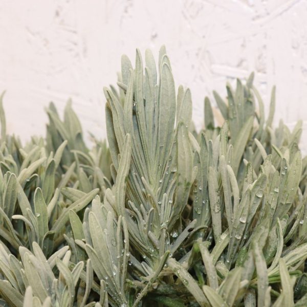 LAVANDA ANGUSTIFOLIA - immagine 2