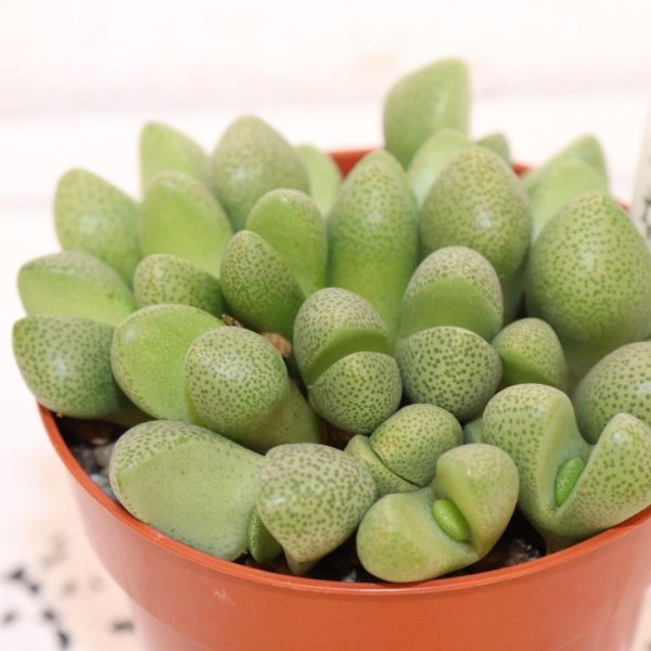 LITHOPS - immagine 2