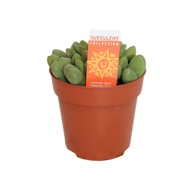 LITHOPS
