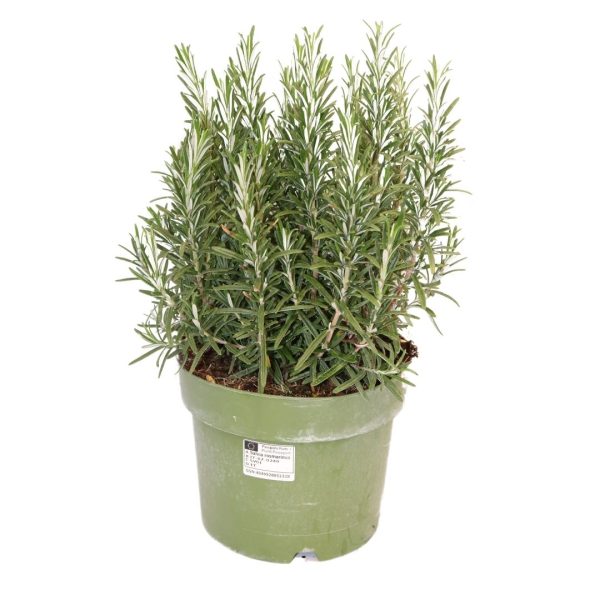 ROSMARINO