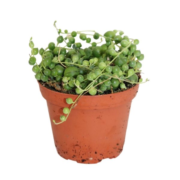 SENECIO ROWLEYANUS