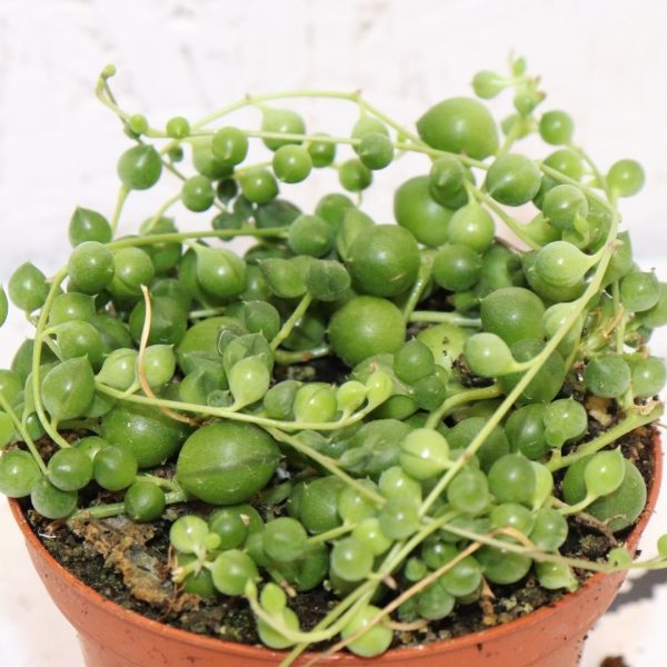 SENECIO ROWLEYANUS - immagine 2