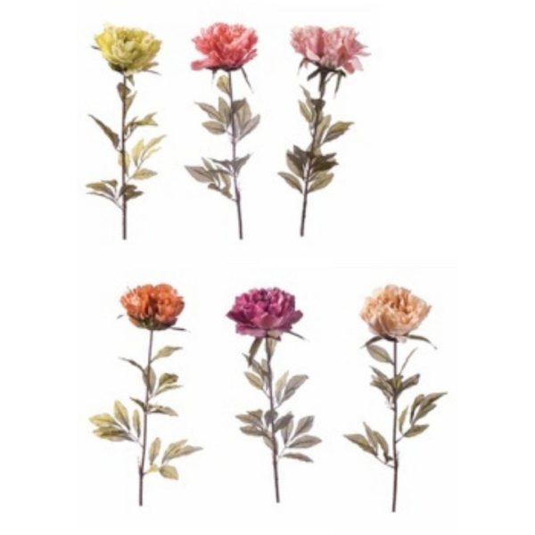 PEONIA