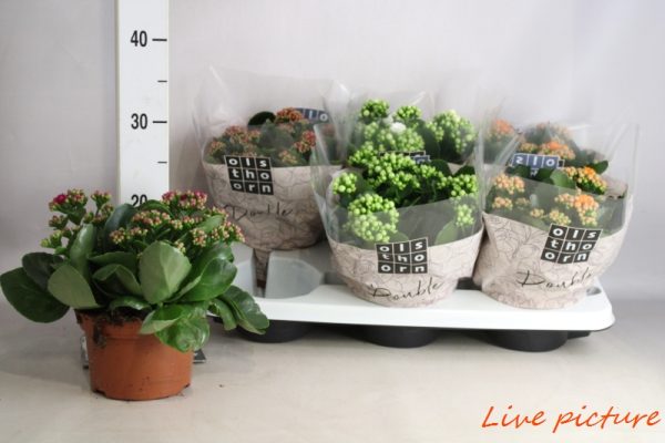KALANCHOE - immagine 2