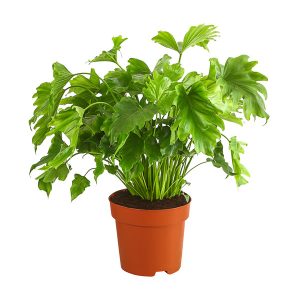 PHILODENDRON "LITTLE HOPE"